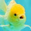 A Grade White Oranda Male 6 inches #061926OR_26