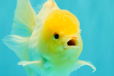 A Grade White Oranda Male 6 inches #061926OR_26