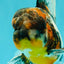AAA Grade Calico Oranda Male 5 inches #070626OR_06
