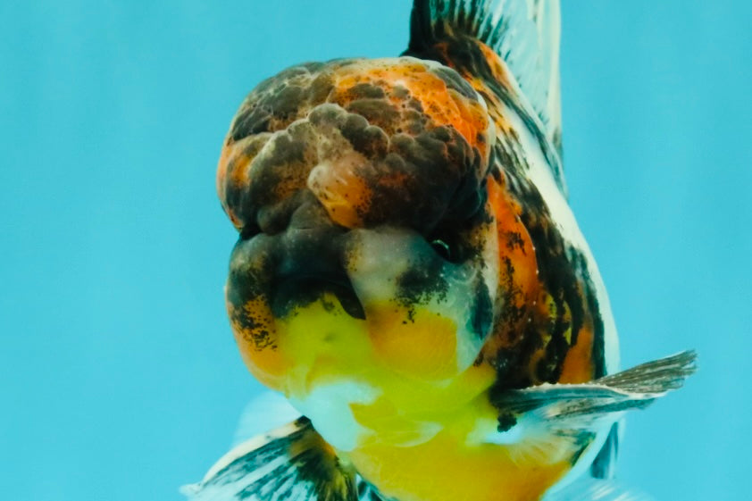 AAA Grade Calico Oranda Male 5 inches #070626OR_06