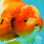 CHUBBY AAA Grade Kohaku Sakura Yuanbao Male 5 inches #092526YB_06
