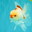 CHICKIE AAA Grade Red White Oranda Male 5-5.5 inches #062626OR_28