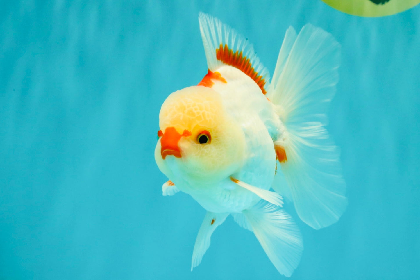 CHICKIE AAA Grade Red White Oranda Male 5-5.5 inches #062626OR_28
