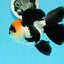 A Grade Batman Tricolor Oranda Female 5  inches #0510OR_13