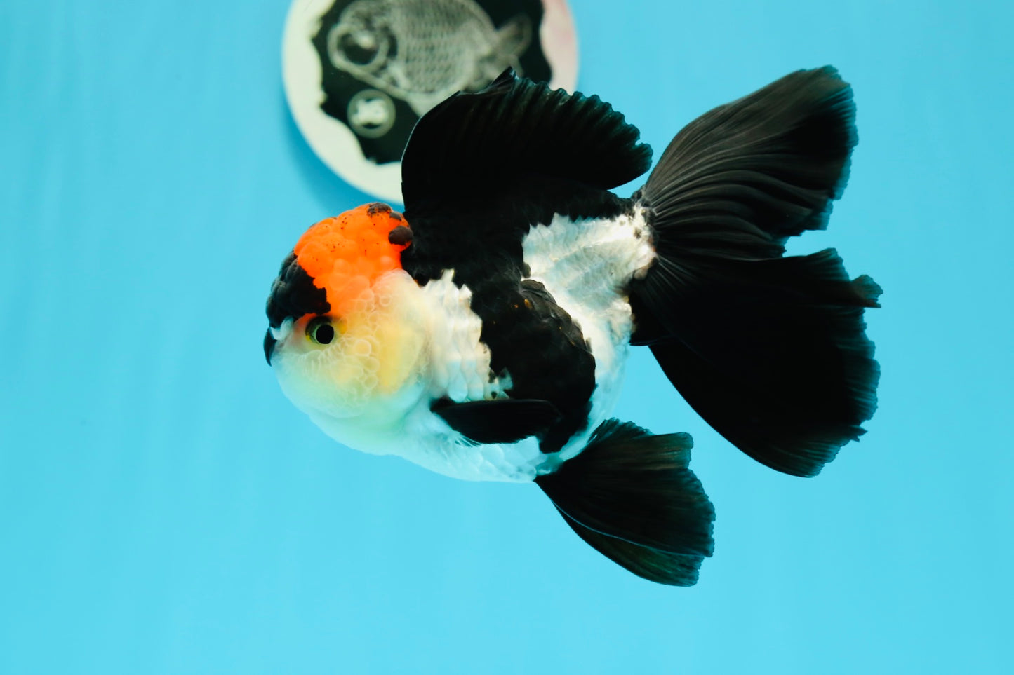 Oranda tricolor Batman de grado A, hembra, 5 pulgadas, n.° 0510OR_13