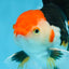 A Grade Tricolor Oranda Male 5-5.5 inches #082225OR_19