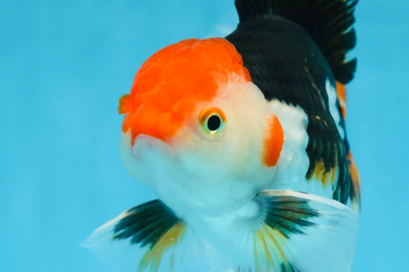 A Grade Tricolor Oranda Male 5-5.5 inches #082225OR_19