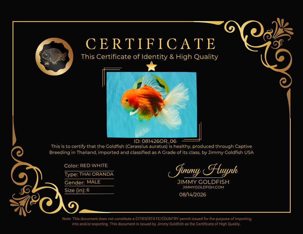 CHONKY A Grade Red White Oranda Male 6 inches #081426OR_06