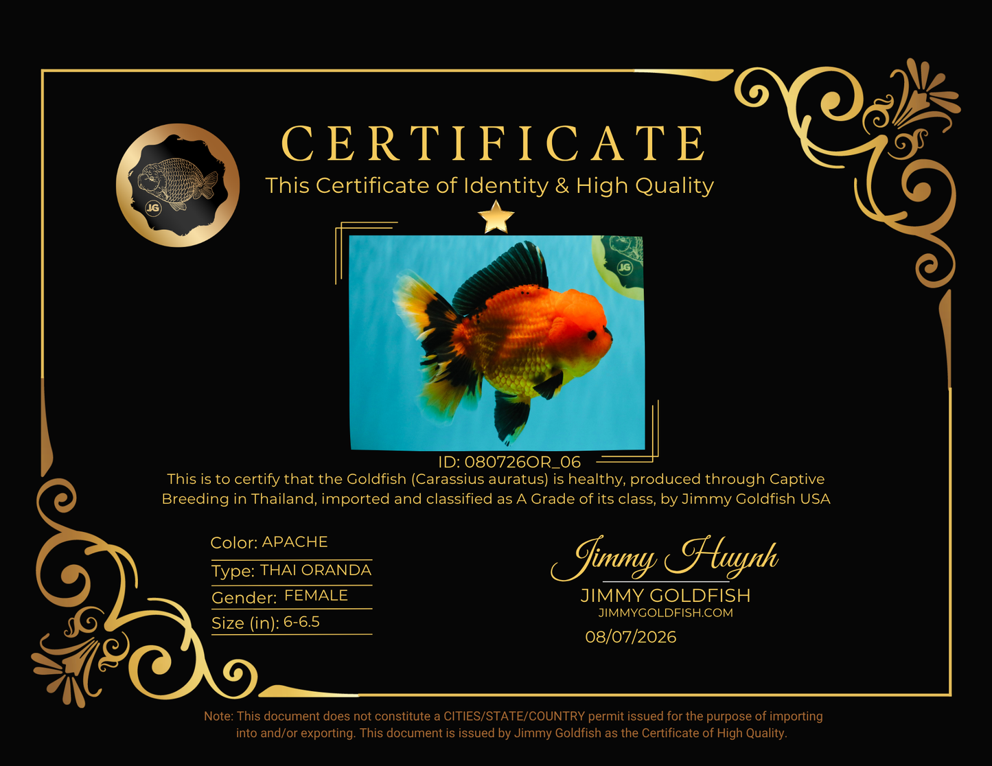 CHARLIE A Grade Apache Oranda Female 6-6.5 inches #080726OR_06