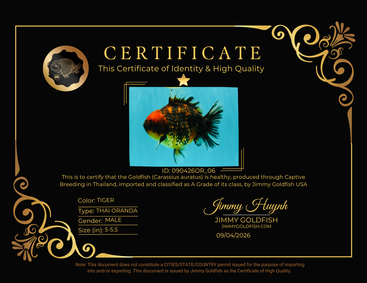 A Grade Tiger Oranda Male 5-5.5 inches #090426OR_06
