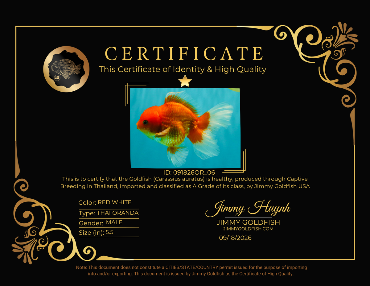 A Grade Red White Oranda Male 5.5 inches #091826OR_06