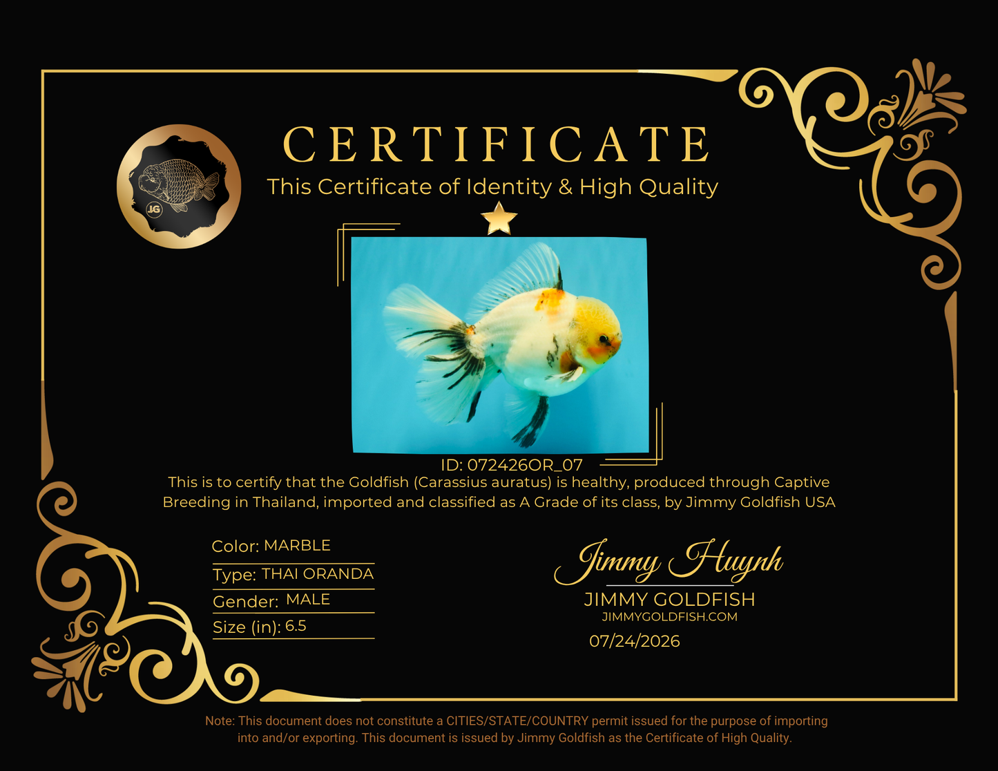 A Grade Marble Oranda Male 6.5 inches #072426OR_07
