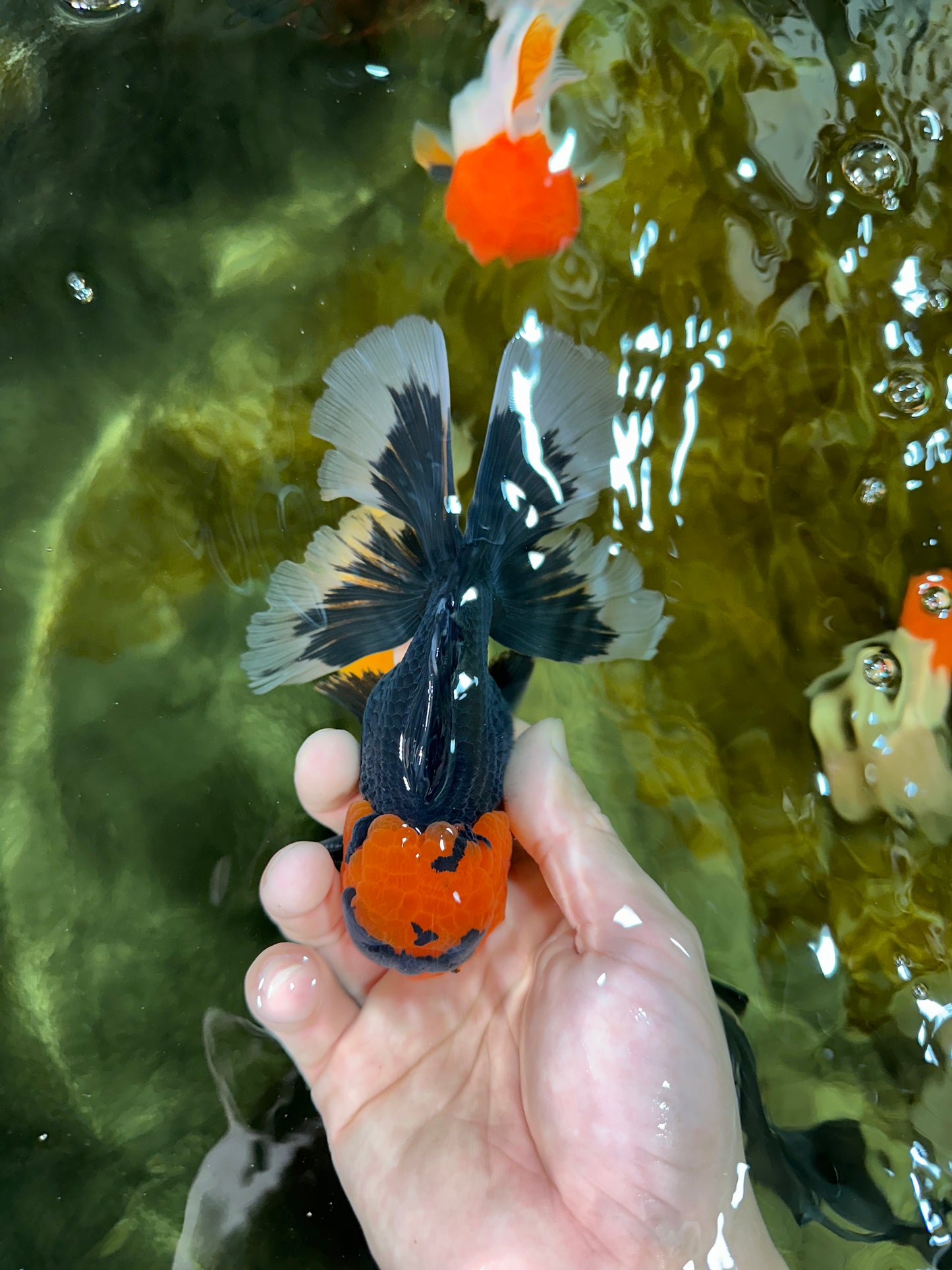 AAA Grade Apache Oranda Male 5-5.5 inches #050925OR_37