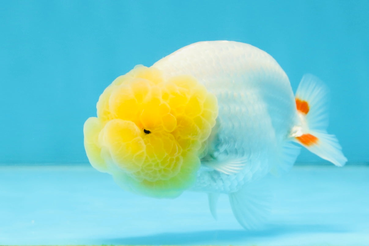 AAA Grade Young Lemonhead LionQueen 4 inches #101025LC_02