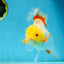 A Grade Butterfly White Orange Oranda Female 5.5 inches #062725OR_23