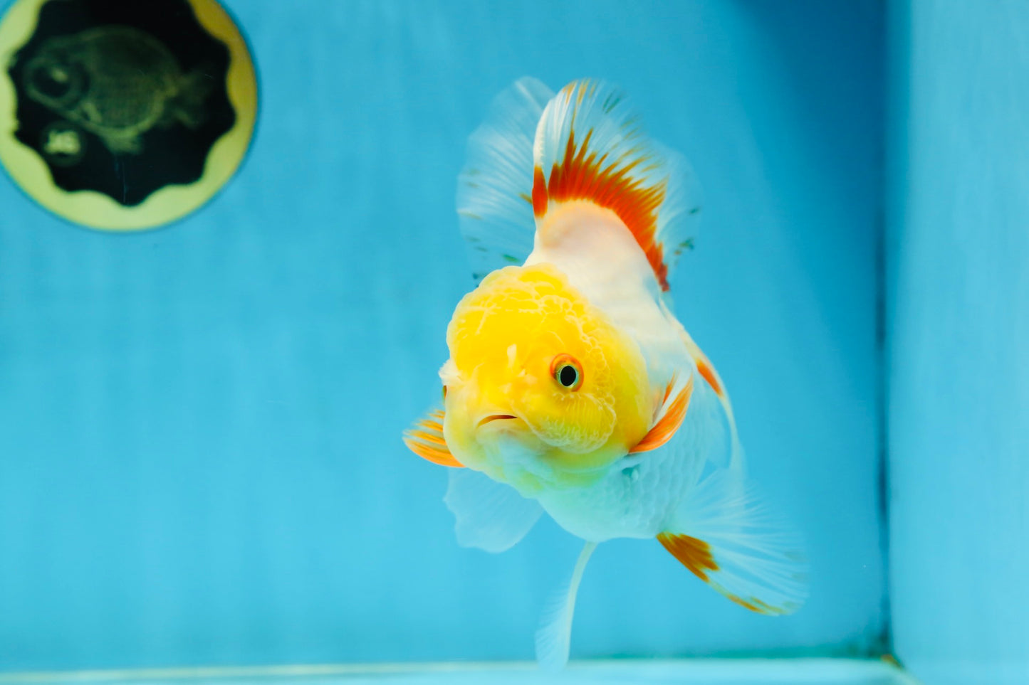 A Grade Butterfly White Orange Oranda Female 5.5 inches #062725OR_23