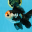 A Grade Tricolor Oranda Male 5 inches #100325OR_20