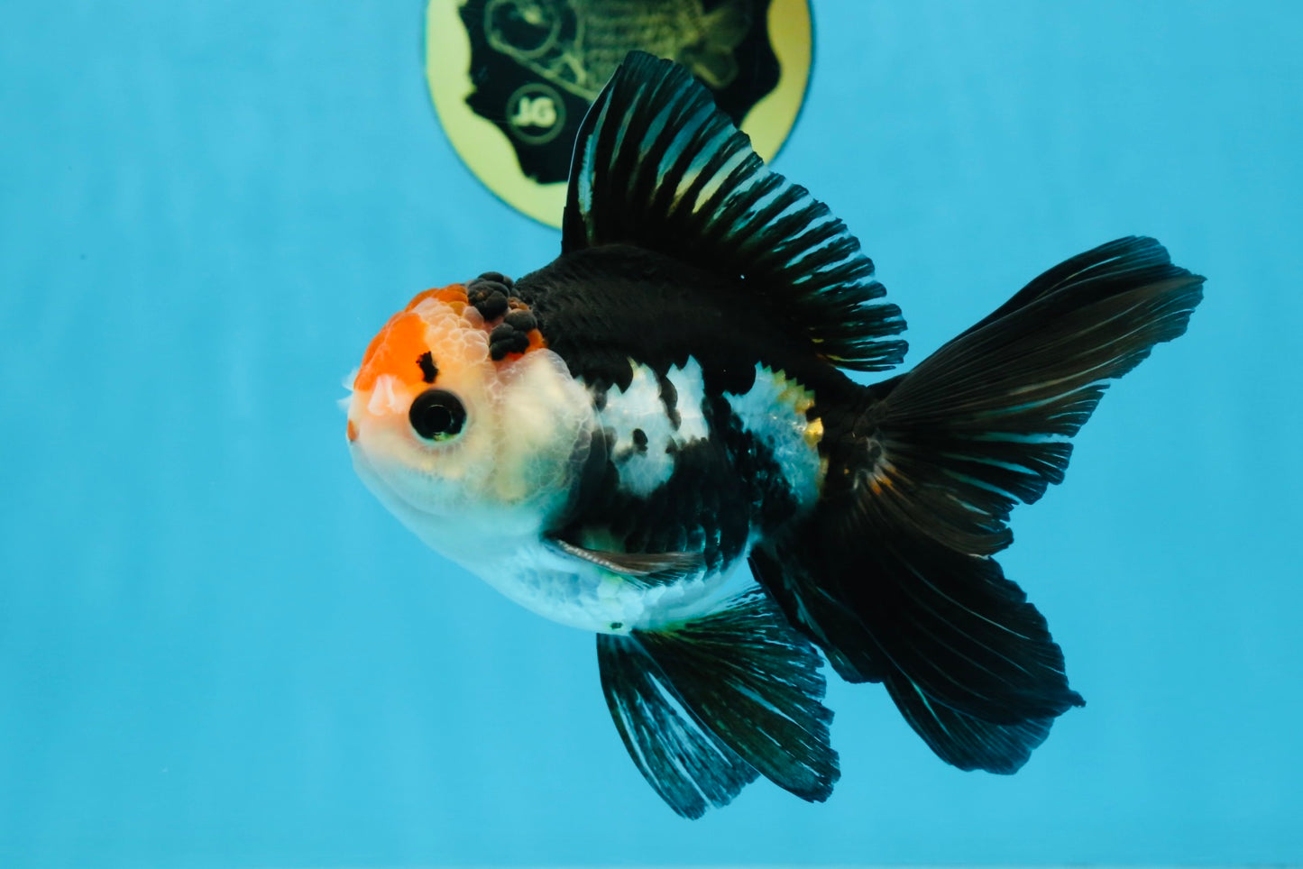 A Grade Tricolor Oranda Male 5 inches #100325OR_20