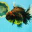 CHUNKY AAA Grade Broadtail Kirin Tiger Oranda Male 7-7.5 inches #080726OR_02