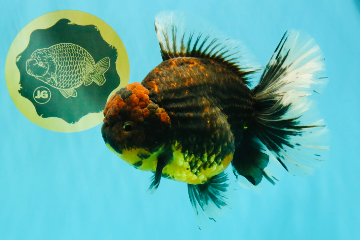 CHUNKY AAA Grade Broadtail Kirin Tiger Oranda Male 7-7.5 inches #080726OR_02
