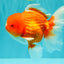 CHUNKY A Grade Cherry Blossom Red White Oranda Male 5.5 inches #061926OR_25
