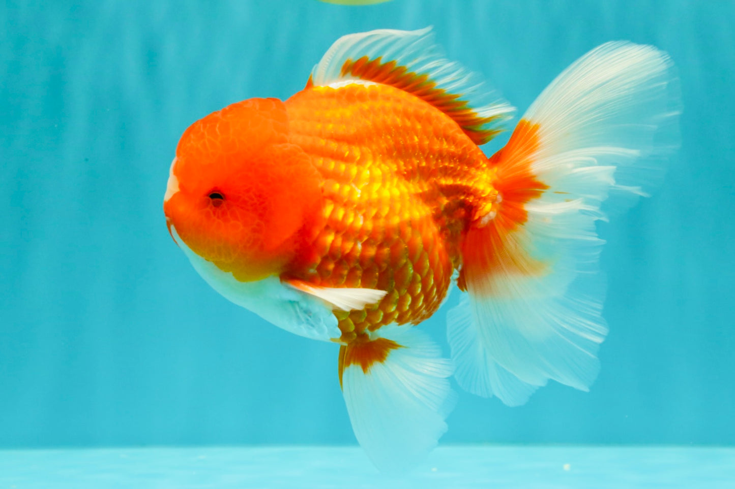 CHUNKY A Grade Cherry Blossom Red White Oranda Male 5.5 inches #061926OR_25