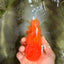 TOMATO A Grade Red White Oranda Female 6 inches #082826OR_17