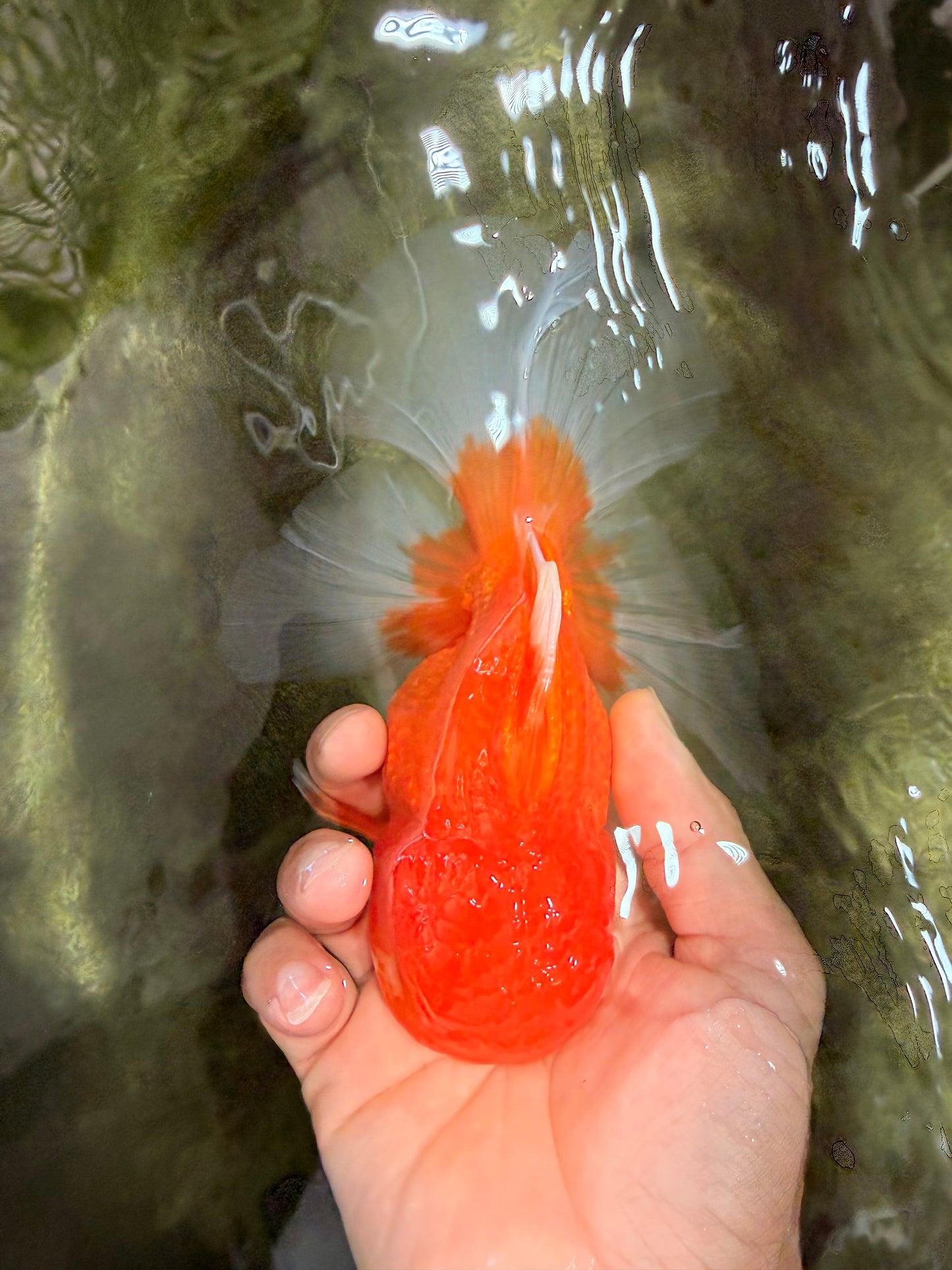 TOMATO A Grade Red White Oranda Female 6 inches #082826OR_17