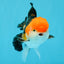 MARIO Tricolor Oranda Male 5-5.5 inches #041026OR_10