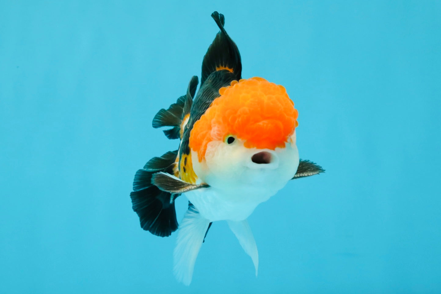 MARIO Tricolor Oranda Male 5-5.5 inches #041026OR_10