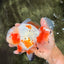 SUPER CUTE AAA Grade Red White Oranda Male 6-6.5 inches #080726OR_04