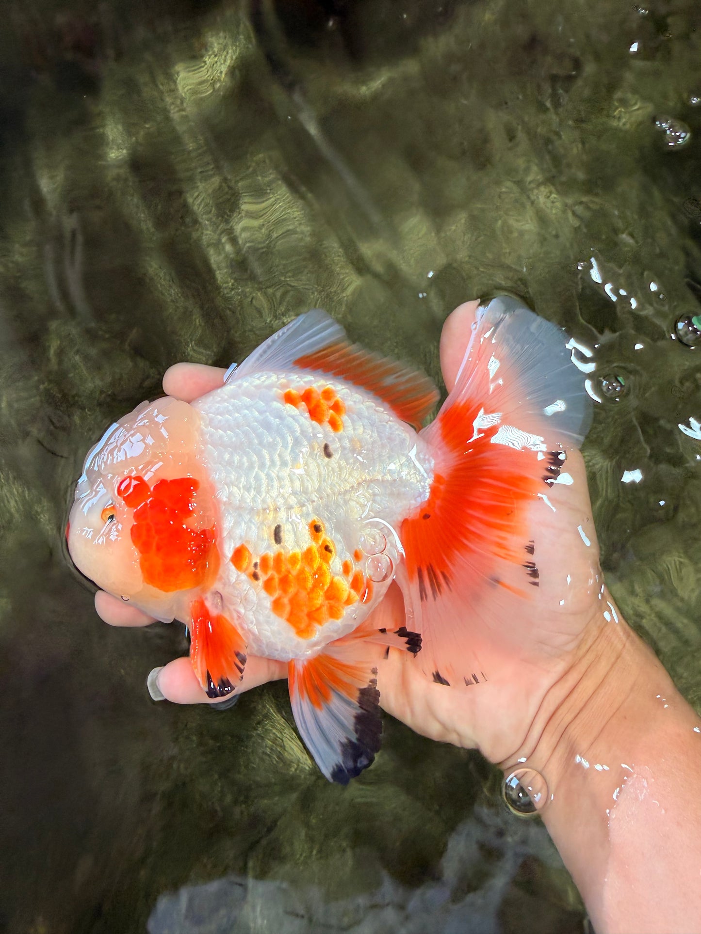 SUPER CUTE AAA Grade Red White Oranda Male 6-6.5 inches #080726OR_04