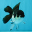 ELVIS Panda Oranda Female 5-5.5 inches #041026OR_07