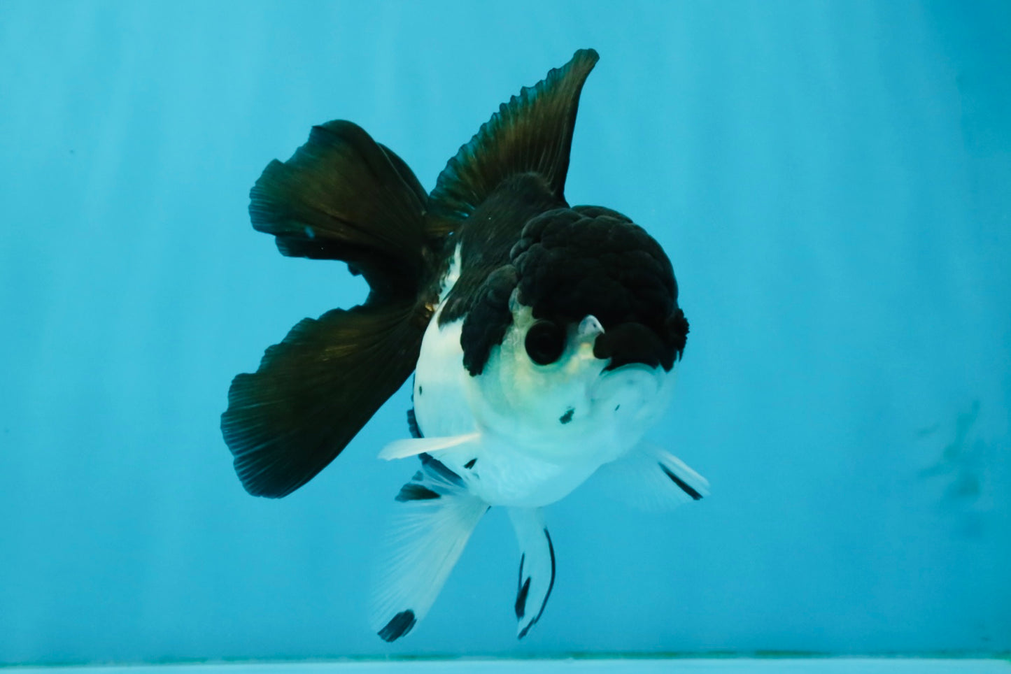 ELVIS Panda Oranda Female 5-5.5 inches #041026OR_07