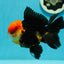 A Grade Red Head Tricolor Oranda Male 5 inches #110824OR_15