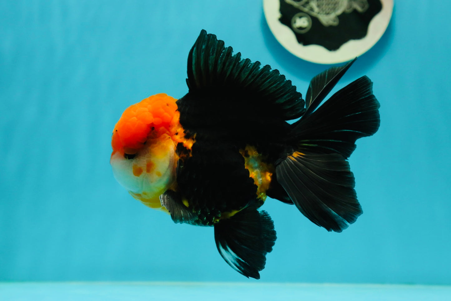 A Grade Red Head Tricolor Oranda Male 5 inches #110824OR_15