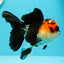 A Grade Ironman Tricolor Oranda Female 5  inches #0510OR_15