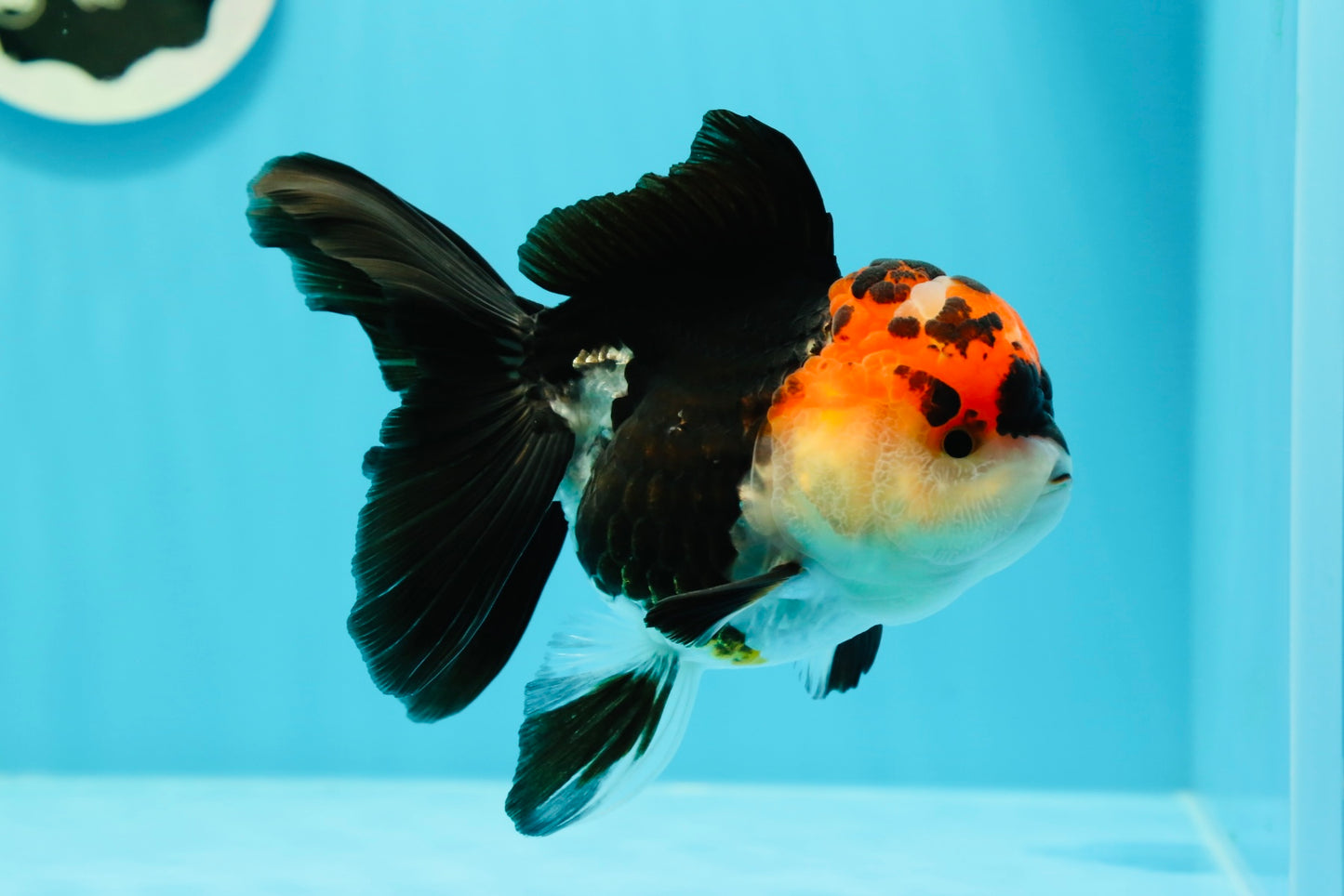 A Grade Ironman Tricolor Oranda Female 5  inches #0510OR_15