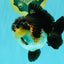BATMAN AAA Grade Tricolor Yuanbao Male 4.5-5 inches #061926YB_33