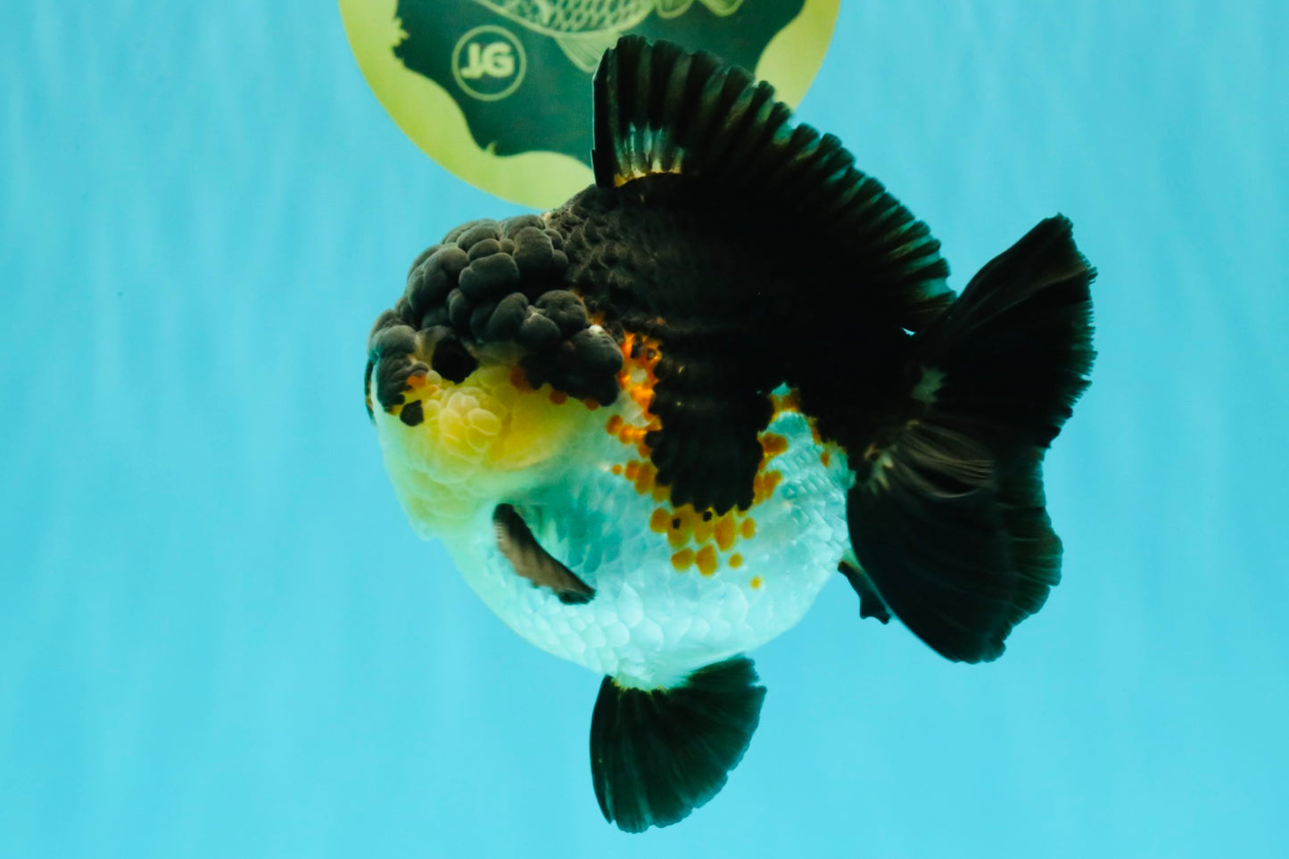 BATMAN AAA Grade Tricolor Yuanbao Male 4.5-5 inches #061926YB_33