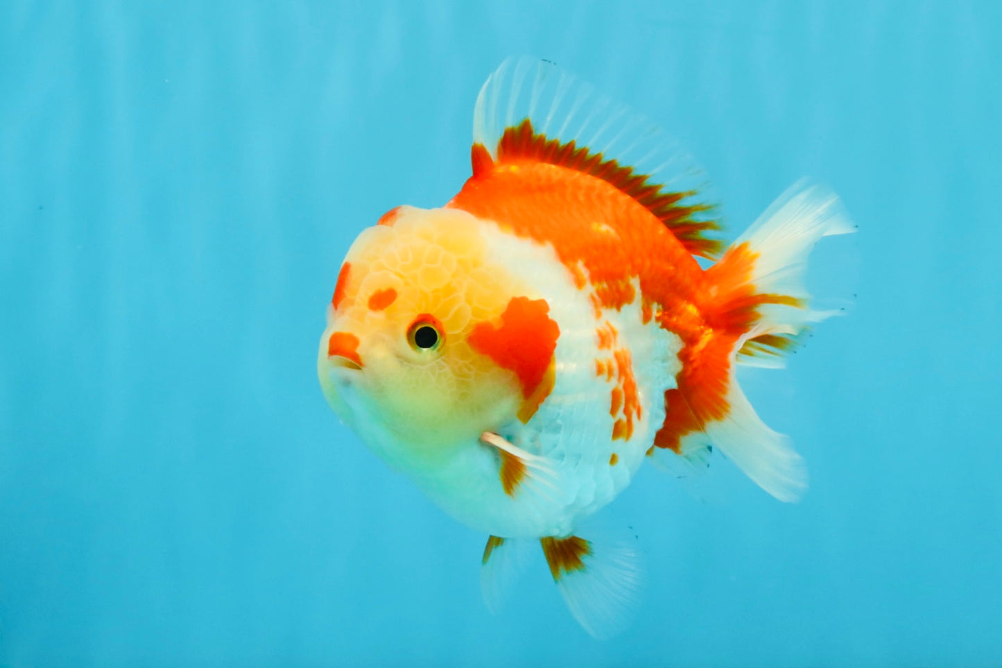 SUPER Cutie AAA Grade Red White Yuanbao Male 5 inches #032726YB_01