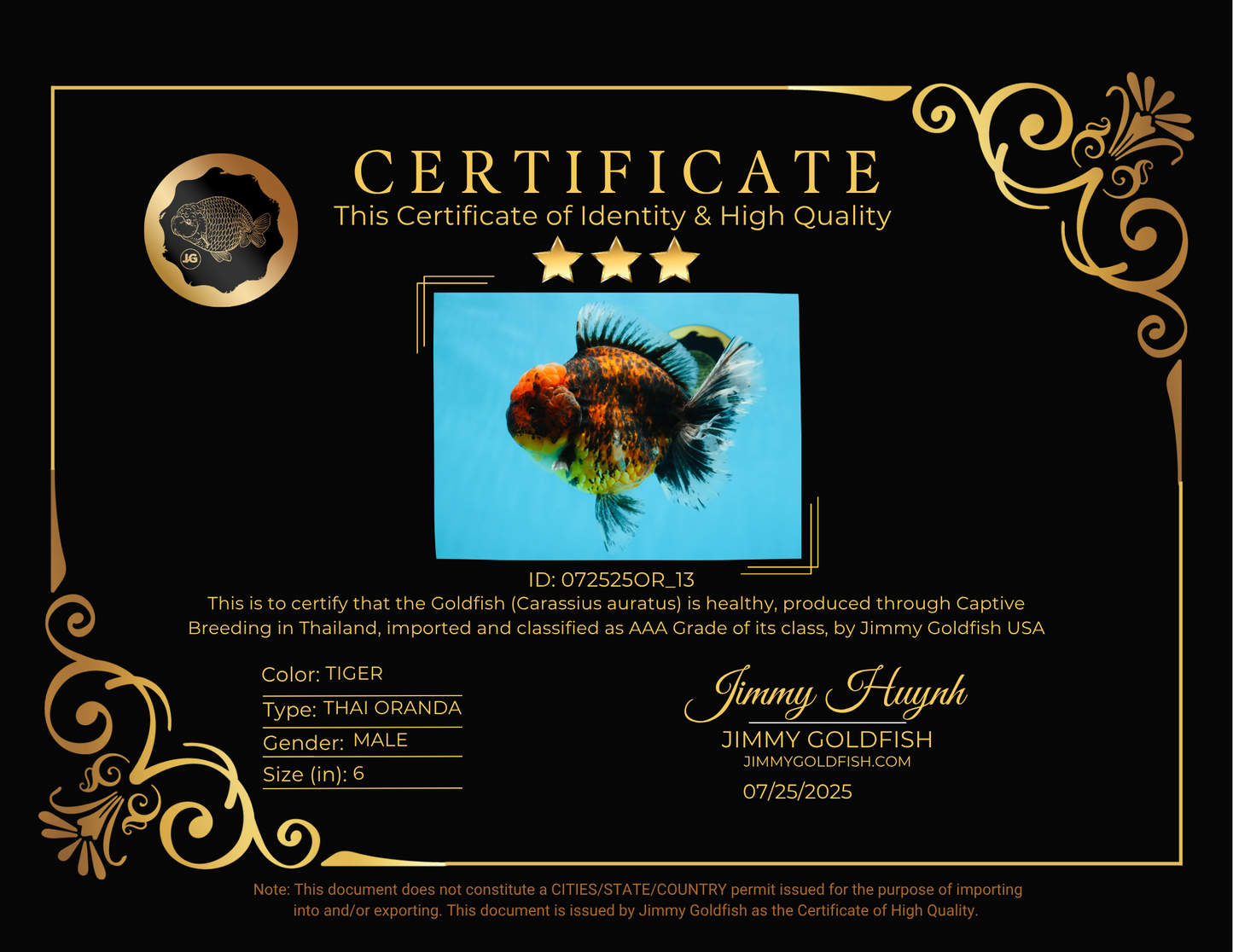 AAA Grade Super Chonky Tiger Godzilla Oranda Male 6 inches #072525OR_13