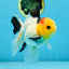 AAA Grade Special Tricolor Button Eyes Oranda Male 5 inches #080825OR_03