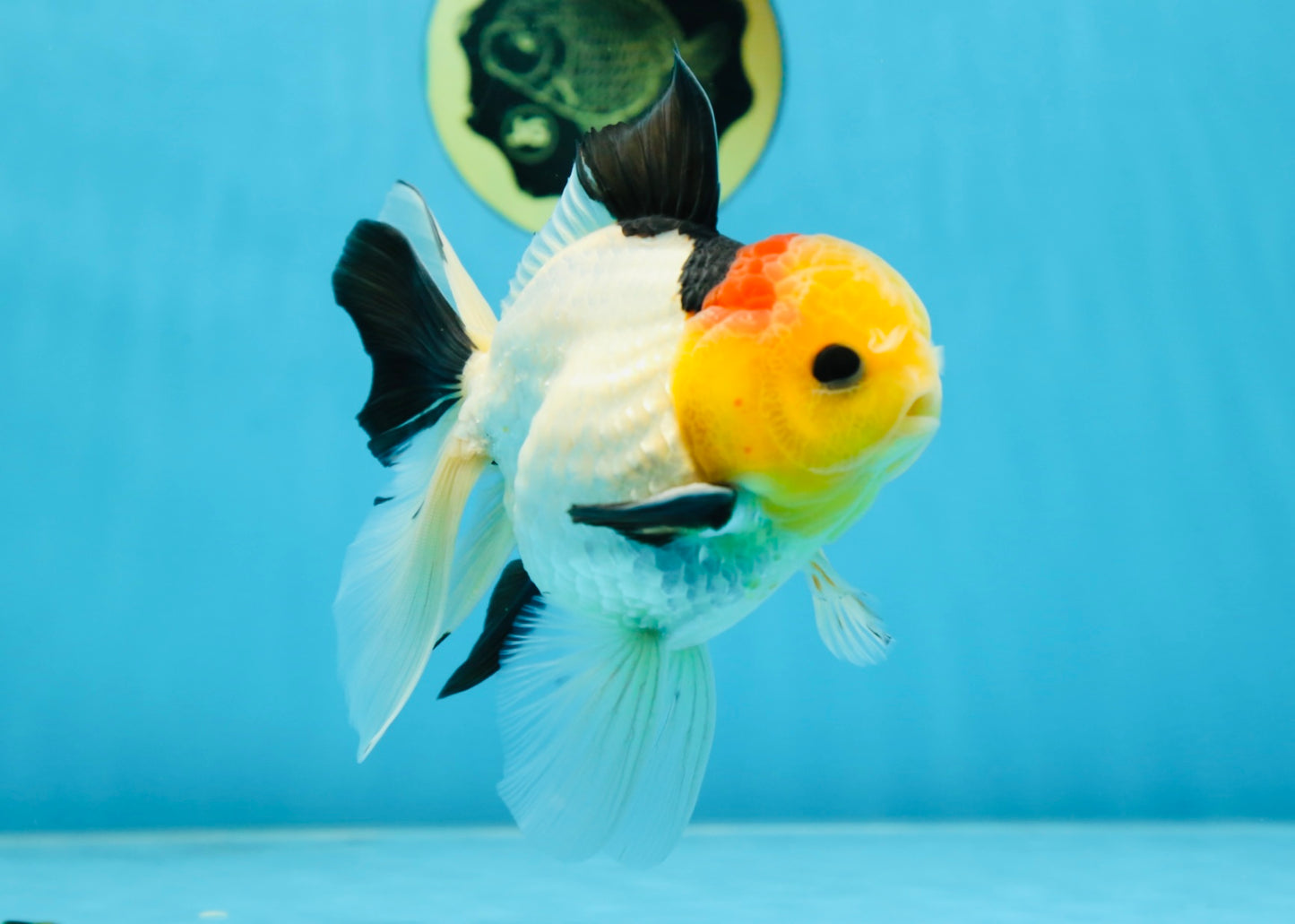 AAA Grade Special Tricolor Button Eyes Oranda Male 5 inches #080825OR_03