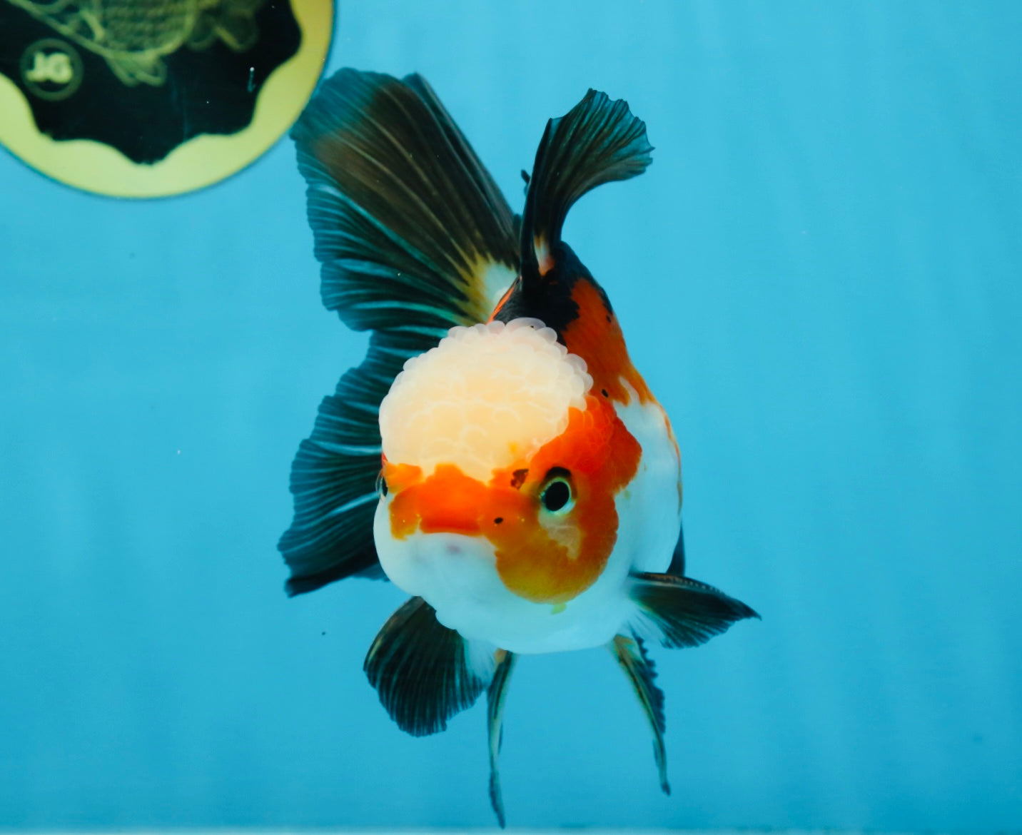 UNIQUE Tricolor Oranda Male 5 inches #100325OR_21