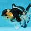 A Grade Panda Button Eyes Oranda Female 5 inches #081525OR_19