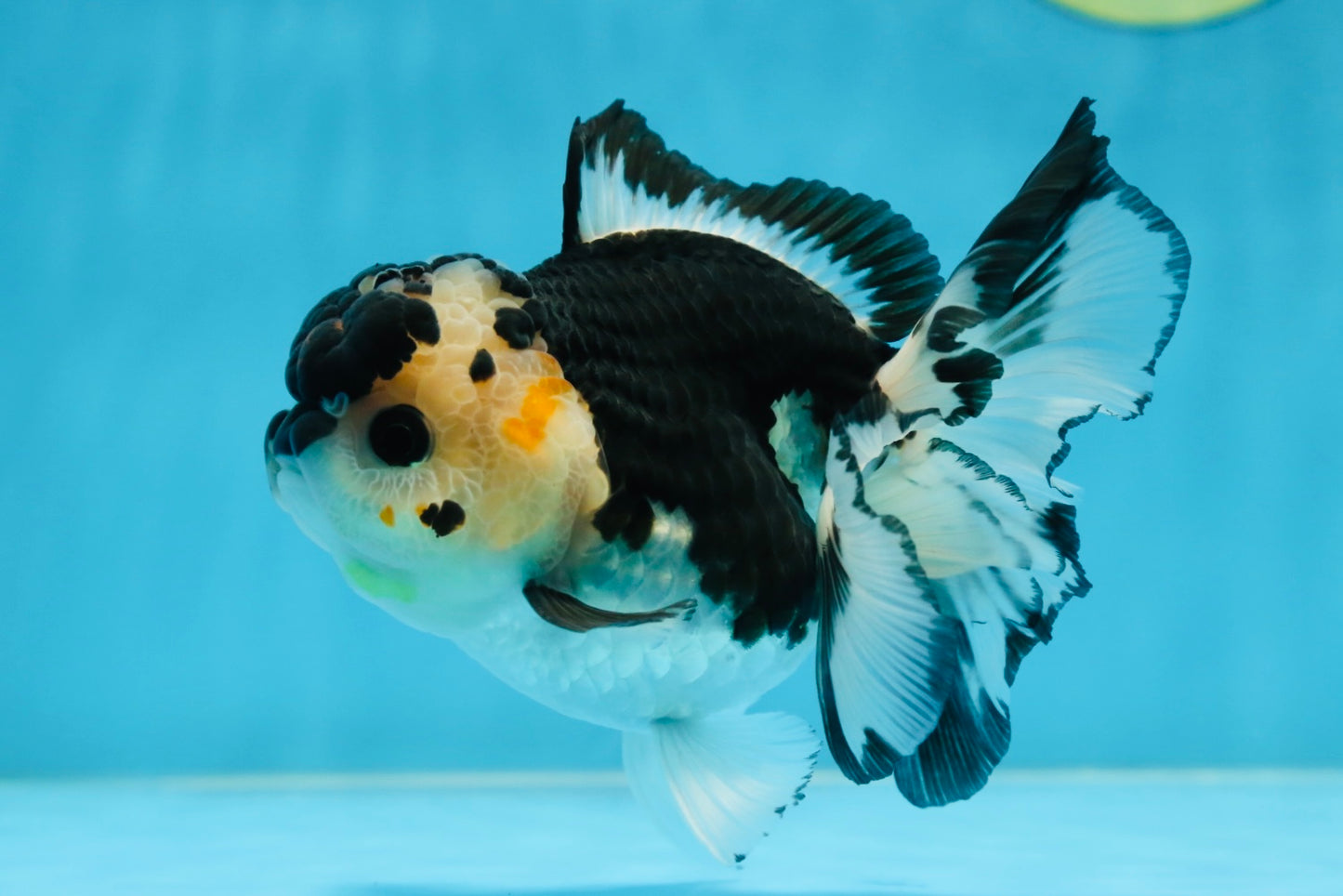 A Grade Panda Button Eyes Oranda Female 5 inches #081525OR_19