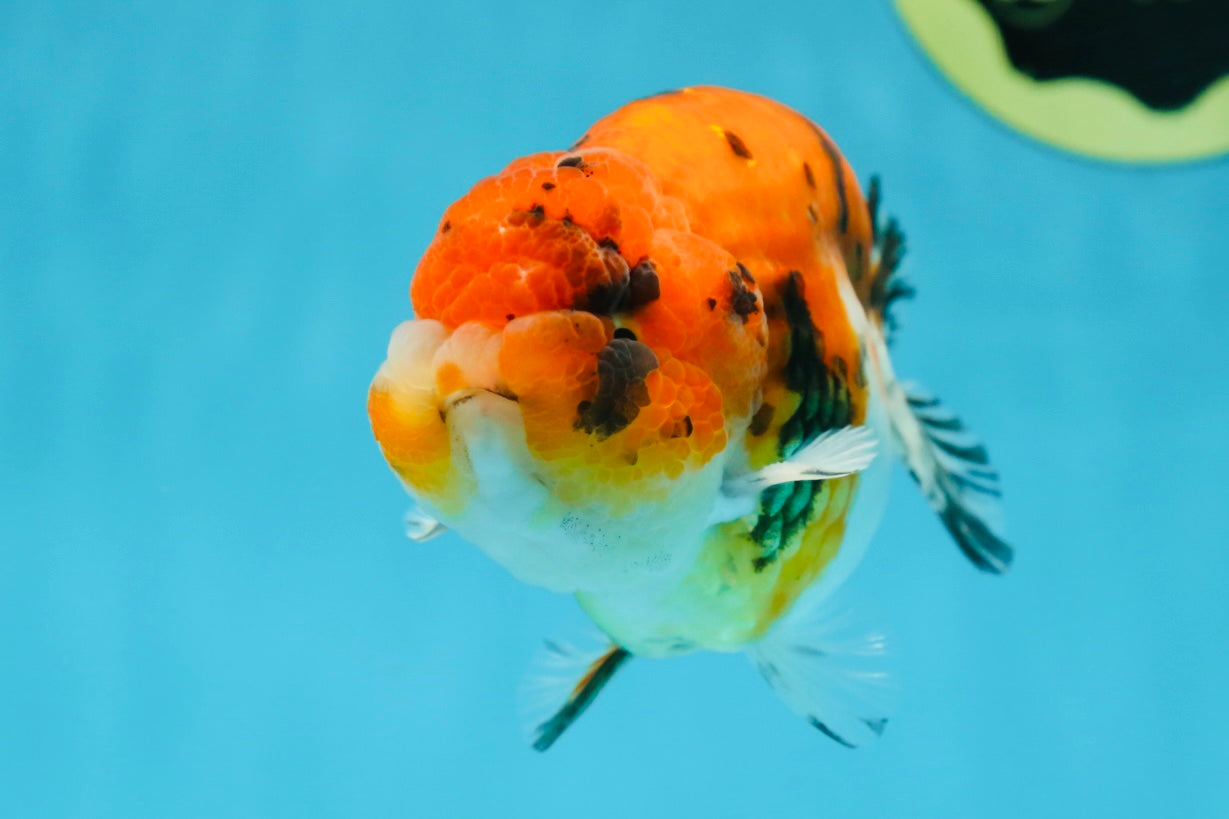 A Grade Tricolor Tiger LionKing 4.5 inches #052325LC_16