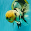 A Grade Marble Oranda Male 7 inches #071026OR_33