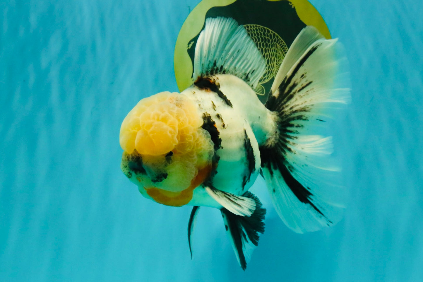 A Grade Marble Oranda Male 7 inches #071026OR_33